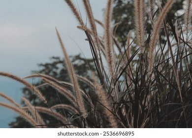 A field of tall, feathery grasses sways gently in the breeze, creating a soft, ethereal atmosphere. The warm, golden sunlight illuminates the delicate plumes, casting long shadows on the ground. - Powered by Shutterstock