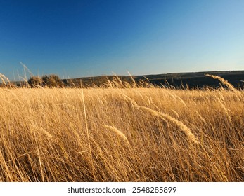 A field of tall, golden grass ripples in a light wind against a backdrop of a clear blue sky and distant trees. The late afternoon sun bathes the scene in warm light. - Powered by Shutterstock