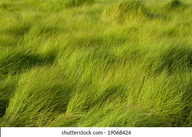 A Field Of Tall Grass