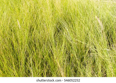 Field Of Tall Grass