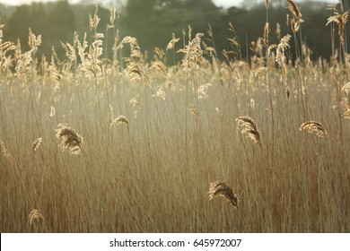 A Field Of Tall Grass, Back-lit By The Summer Sun. Arundel, UK.