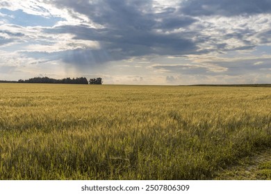 A field of tall grass with a cloudy sky in the background. The sky is overcast and the sun is shining through the clouds - Powered by Shutterstock