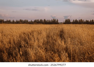 A field of tall grass with a cloudy sky in the background. The sky is a mix of blue and orange, giving the image a warm and peaceful feeling - Powered by Shutterstock