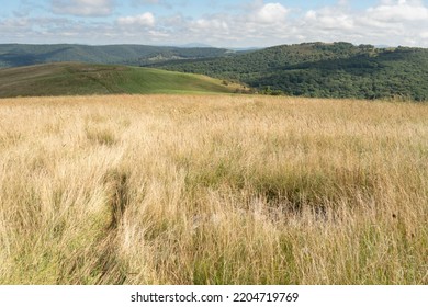 Field of tall grass typically cut for hay in the fall to feed farm livestock and heard of cattle if they are not grazing on this meadow during the summer season on the farm plot of agricultural ranch  - Powered by Shutterstock