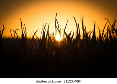 Field Of Tall Wheat Grass Silhouetted By A Golden Yellow Sunset In The Background