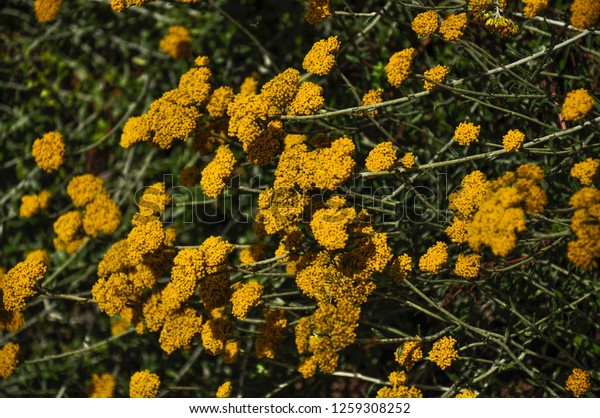Field of Tansy flowers full frame. Tansy is a\
flowering herbaceous plant with finely divided compound leaves and\
yellow, button-like\
flowers.
