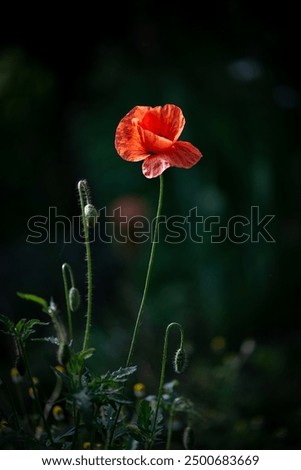 Similar – Poppy blossom from a frog’s perspective