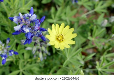 Field Of Texas Native Bluebonnets