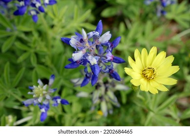 Field Of Texas Native Bluebonnets