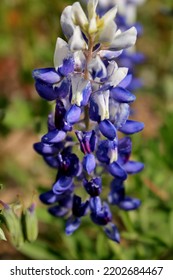 Field Of Texas Native Bluebonnets