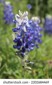 Field Of Texas Native Bluebonnets