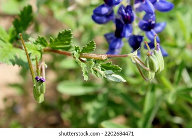 Field Of Texas Native Bluebonnets