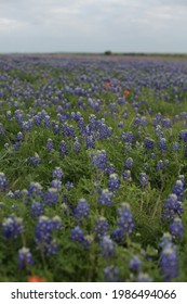 Field Of Texas State Flowers The Bluebonnet, A Blue Flower With White Tips On The Top Among Grass.