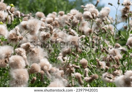 field of thistle pappus (or fluffy blow stuff) in the sun