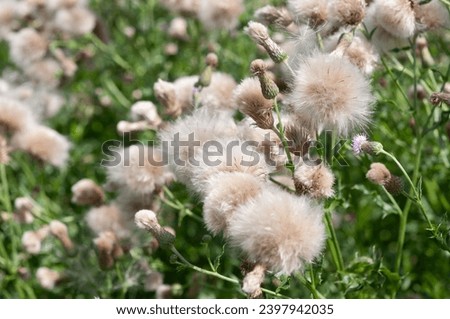 field of thistle pappus (or fluffy blow stuff) in the sun