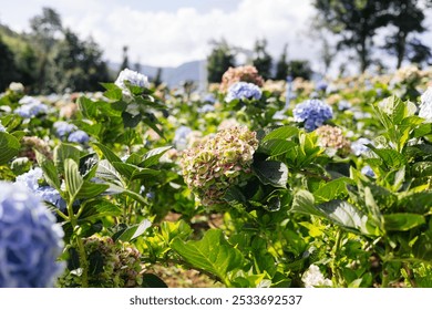 A field thrives with blooming hydrangeas in shades of blue and pink, surrounded by lush green foliage. Clear sky enhances the serene atmosphere, making nature's splendor captivating. - Powered by Shutterstock