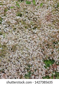 field of tiny flowers close up