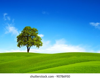 Field, Tree And Blue Sky