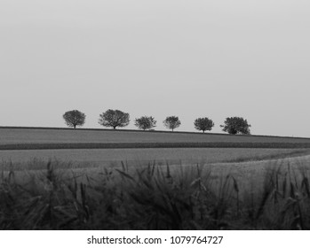 field and trees