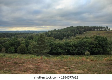 Field and Trees