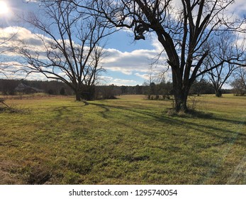 Field of trees