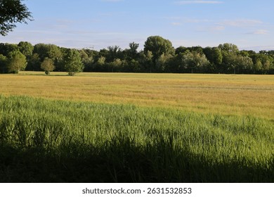 field with trees in the background