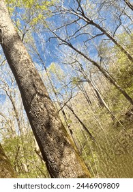 Field of trees bathing in the sun