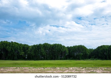 The field, trees and blue sky with clouds.