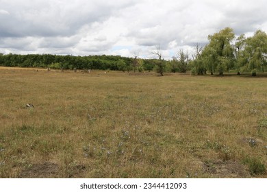 A field with trees and clouds