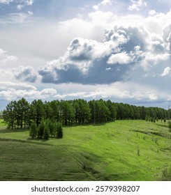 Field of trees with a cloudy sky in the background. The sky is overcast and the trees are green