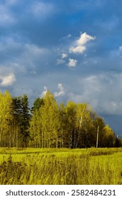 Field of trees with a cloudy sky in the background. The sky is overcast and the trees are green