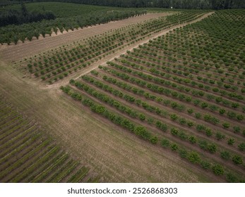 A field of trees with a few rows of trees in the foreground and a few rows in the background
