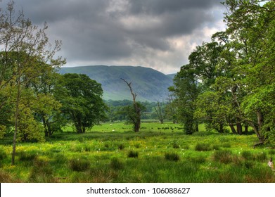 Field, trees and stormy skies in HDR
