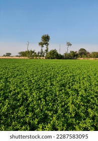 Field and Trees under Sky