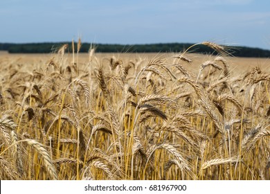 Field Triticale. Harvest