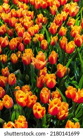 Field Of Tulip Flowers In Gulhane Park (Istanbul, Turkey) In Springtime. Nature Floral Backgound. Orange And Butterscotch Colour. Vertical, Top View