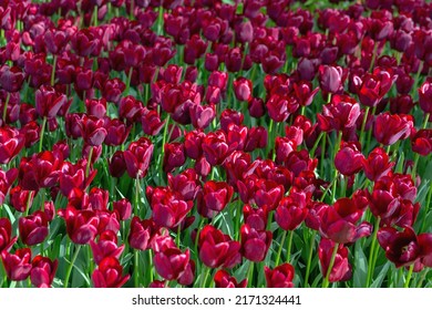 Field Of Tulip Flowers. Nature Floral Backgound. Deep Garnet Colour. Top View