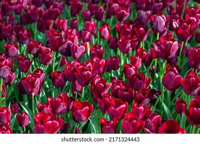 Field Of Tulip Flowers. Nature Floral Backgound. Deep Garnet Colour. Top View