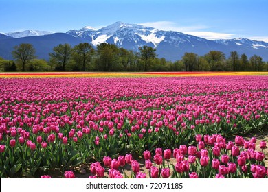 Field Of Tulips In British Columbia, Canada.