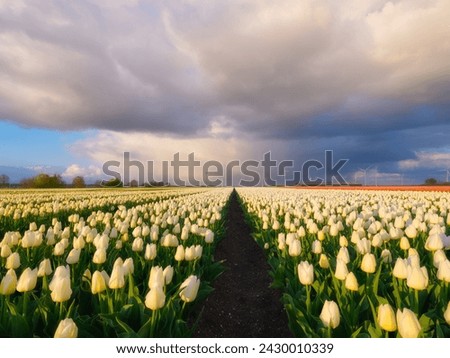 A field of tulips during storm, Netherlands. Agriculture in Holland. Rows on the field. Landscape with flowers during day time. Clouds as a background. Flevoland, Netherlands.