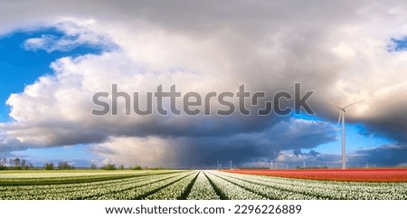 A field of tulips during storm. A wind generator in a field in the Netherlands. Green energy production. Landscape with flowers during sunset. Clouds as a background. Flevoland, Netherlands.