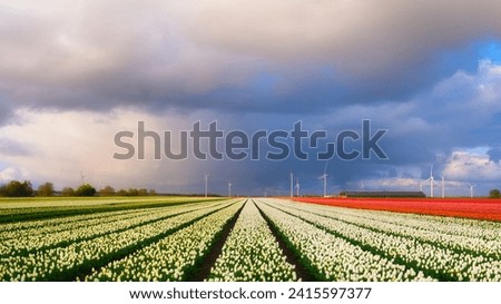 A field of tulips during storm. A wind generator in a field in the Netherlands. Green energy production. Landscape with flowers during sunset. Clouds as a background. Flevoland, Netherlands.