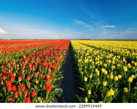 Field with tulips in the Netherlands. Rows on the field. Blooming tulips. season in the Netherlands. Natural landscape. Agriculture. Clear skies and flowers. Photo for background or wallpaper.