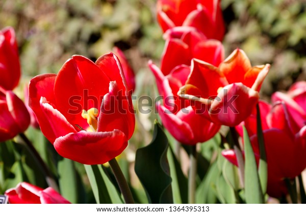 Field Tulips Red Violet White Yellow Stock Photo Edit Now 1364395313