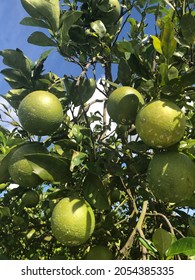 Field of unripe,  not ripe, green oranges, orange grove tree among the field of grove trees in Florida, fresh orangejuice