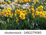 A field with various daffodils in bloom in spring in the Netherlands, Limmen, 28 March 2024