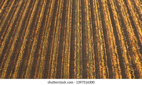 Field View From Hot Air Ballon In Hunter Valley NSW Australia