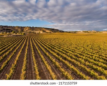 field of vines, Aranda de Duero, Burgos province, Spain - Shutterstock ID 2171153759