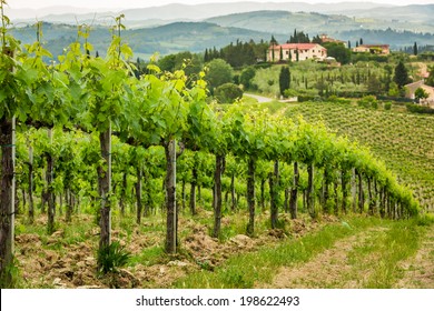 Field of vines in the countryside of Tuscany
