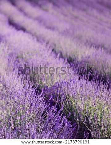 Similar – #A# Purple Field